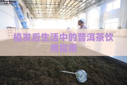 植发后生活中的普洱茶饮用指南