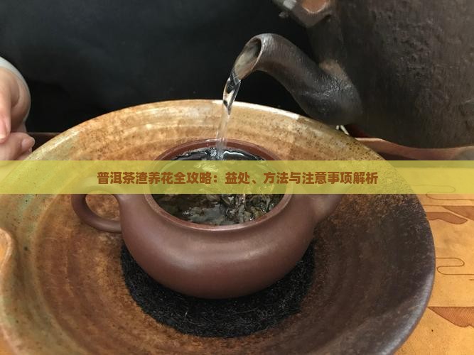 普洱茶渣养花全攻略：益处、方法与注意事项解析
