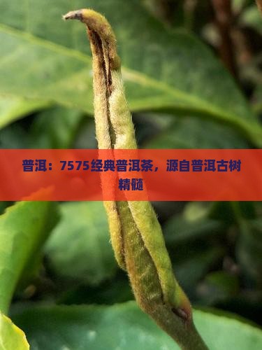 普洱：7575经典普洱茶，源自普洱古树精髓