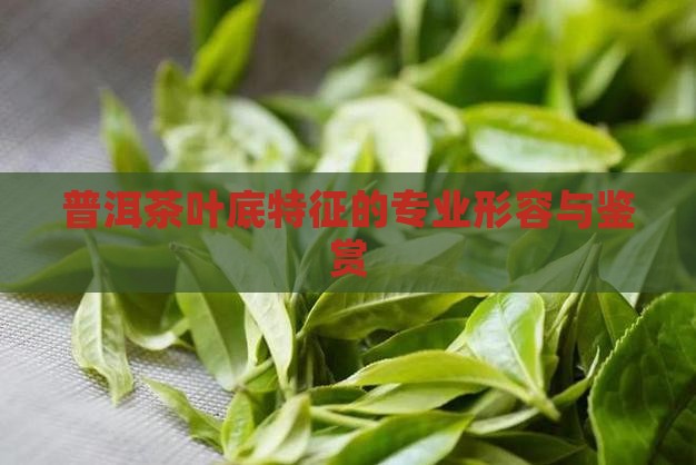 普洱茶叶底特征的专业形容与鉴赏
