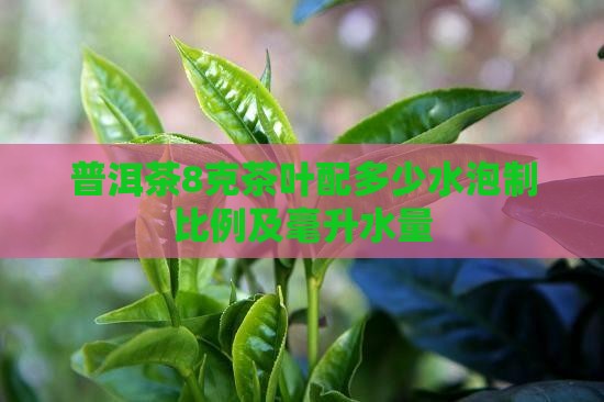 普洱茶8克茶叶配多少水泡制比例及毫升水量