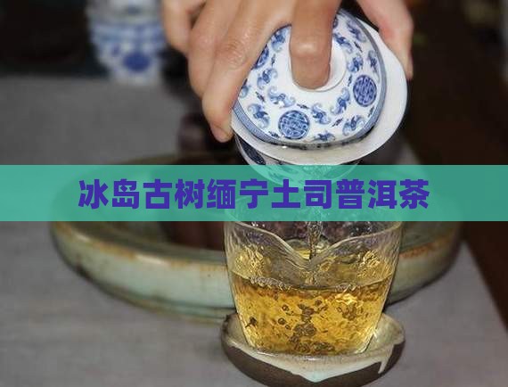 冰岛古树缅宁土司普洱茶