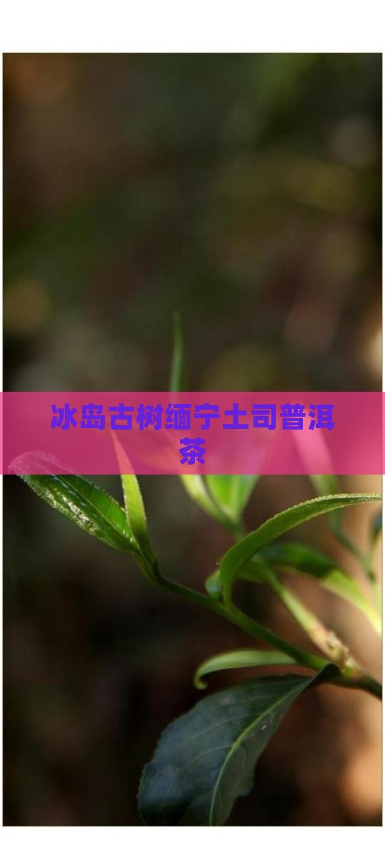 冰岛古树缅宁土司普洱茶