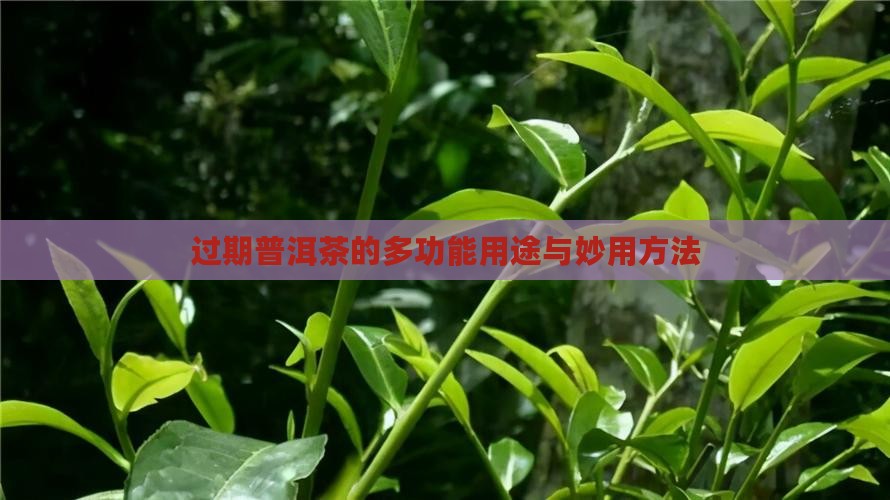 过期普洱茶的多功能用途与妙用方法
