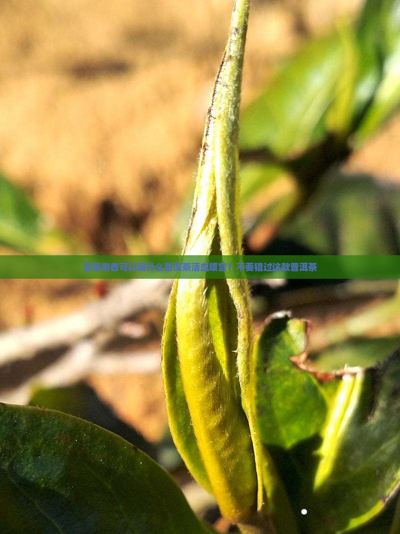 宫寒患者可以喝什么普洱茶活血暖宫？不要错过这款普洱茶