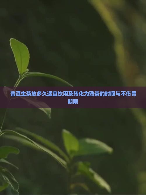 普洱生茶放多久适宜饮用及转化为熟茶的时间与不伤胃期限