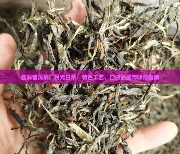 勐海普洱茶厂月光白茶：特色工艺、口感品鉴与收藏指南