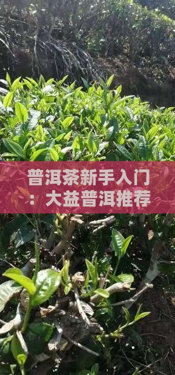 普洱茶新手入门：大益普洱推荐指南