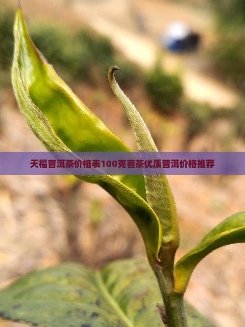 天福普洱茶价格表100克茗茶优质普洱价格推荐