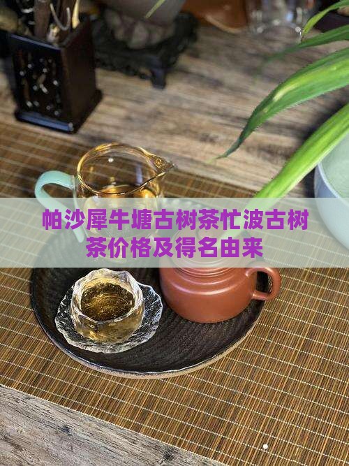 帕沙犀牛塘古树茶忙波古树茶价格及得名由来