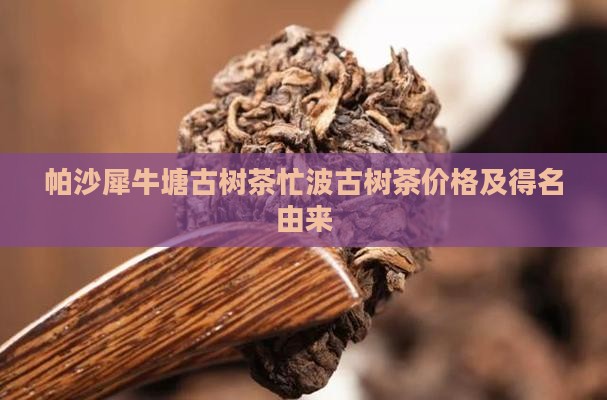 帕沙犀牛塘古树茶忙波古树茶价格及得名由来