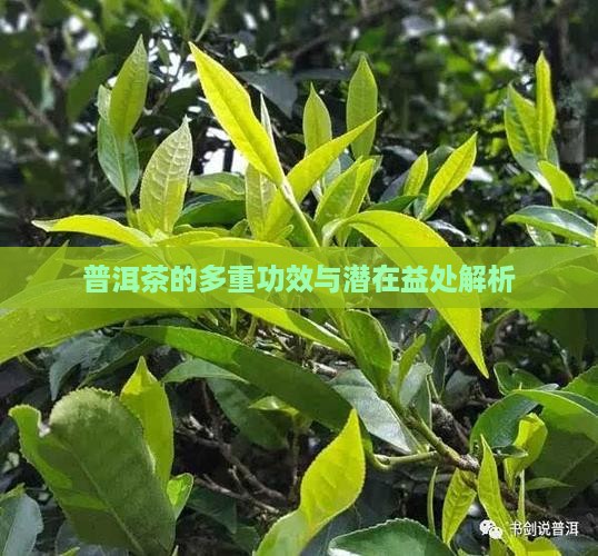 普洱茶的多重功效与潜在益处解析 普洱茶的多重功效与潜在益处解析
