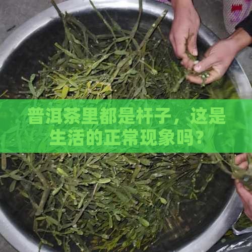 普洱茶里都是杆子，这是生活的正常现象吗？
