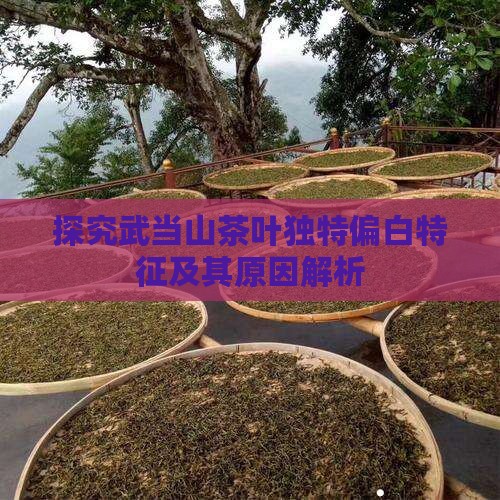 探究武当山茶叶独特偏白特征及其原因解析