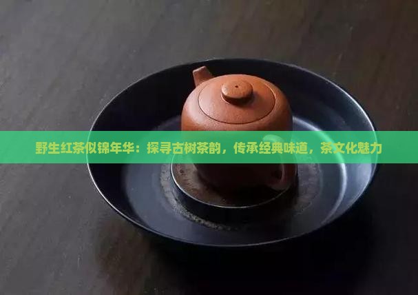 野生红茶似锦年华：探寻古树茶韵，传承经典味道，茶文化魅力