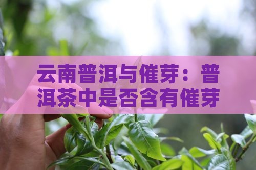 云南普洱与催芽：普洱茶中是否含有催芽素