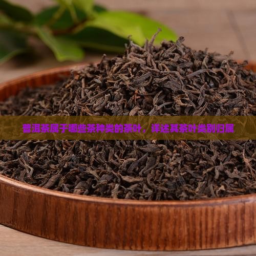 普洱茶属于哪些茶种类的茶叶，详述其茶叶类别归属