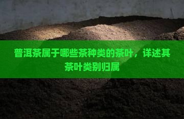 普洱茶属于哪些茶种类的茶叶，详述其茶叶类别归属