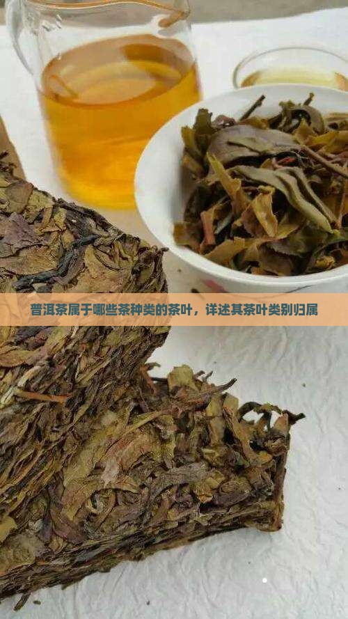 普洱茶属于哪些茶种类的茶叶，详述其茶叶类别归属