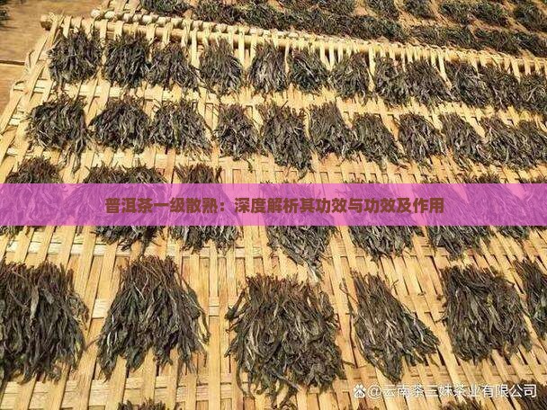 普洱茶一级散熟：深度解析其功效与功效及作用