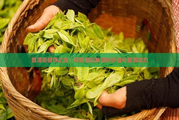 普洱茶储存之道：探究昔归秋茶的价值与普洱潜力