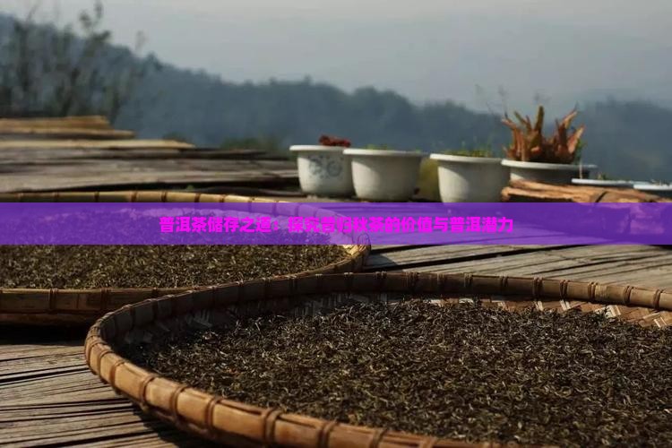 普洱茶储存之道：探究昔归秋茶的价值与普洱潜力