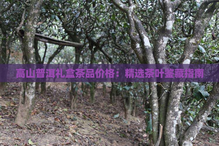 高山普洱礼盒茶品价格：精选茶叶鉴藏指南