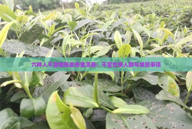 六种人不宜喝陈皮熟普洱茶：不宜饮用人群与禁忌事项