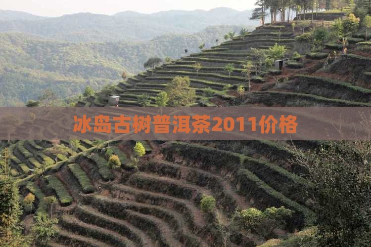 冰岛古树普洱茶2011价格