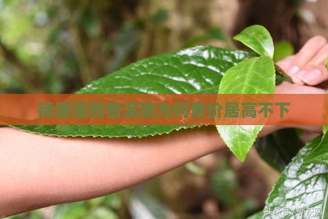 荷塘薄荷普洱茶为何售价居高不下