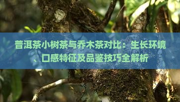 普洱茶小树茶与乔木茶对比：生长环境、口感特征及品鉴技巧全解析