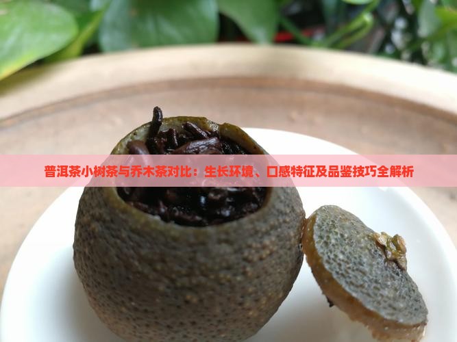 普洱茶小树茶与乔木茶对比：生长环境、口感特征及品鉴技巧全解析