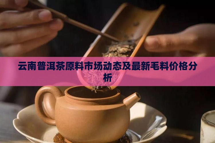云南普洱茶原料市场动态及最新毛料价格分析