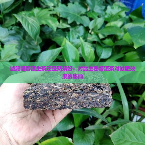 减肥喝普洱生茶还是熟茶好：对比生熟普洱茶对减肥效果的影响