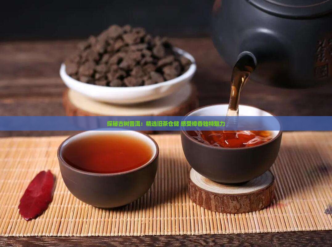 探秘古树普洱：精选旧茶仓储 感受樟香独特魅力