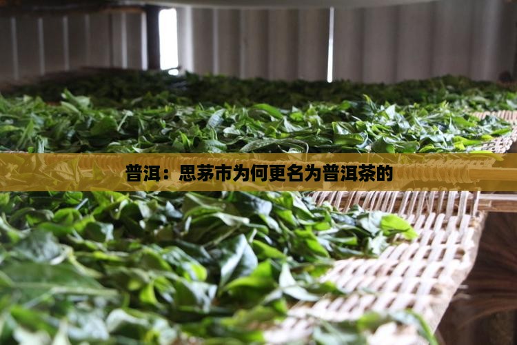 普洱：思茅市为何更名为普洱茶的