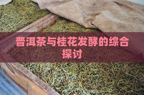 普洱茶与桂花发酵的综合探讨