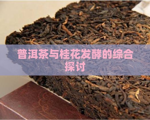 普洱茶与桂花发酵的综合探讨