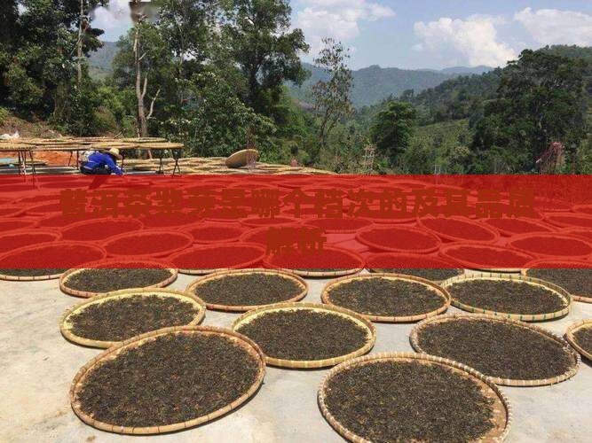 普洱茶紫芽是哪个档次的及其品质解析