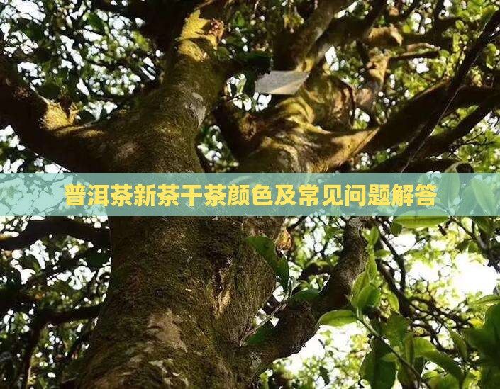 普洱茶新茶干茶颜色及常见问题解答