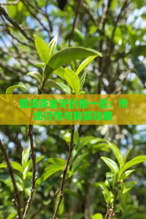 普洱茶金牙价格一览：市场行情与购买指南