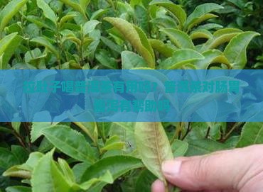 拉肚子喝普洱茶有用吗?普洱茶对肠胃腹泻有帮助吗 拉肚子喝普洱茶有用吗?普洱茶对肠胃腹泻有帮助吗