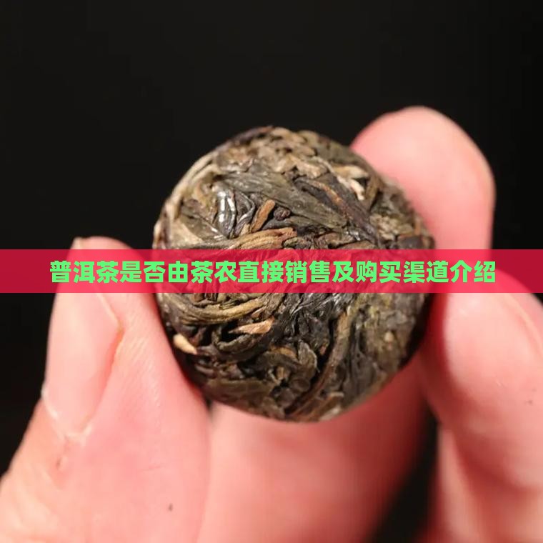 普洱茶是否由茶农直接销售及购买渠道介绍 普洱茶是否由茶农直接销售及购买渠道介绍