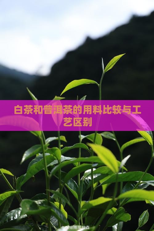 白茶和普洱茶的用料比较与工艺区别