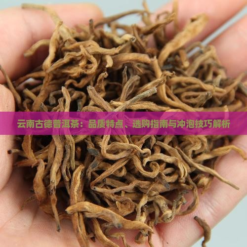 云南古德普洱茶：品质特点、选购指南与冲泡技巧解析