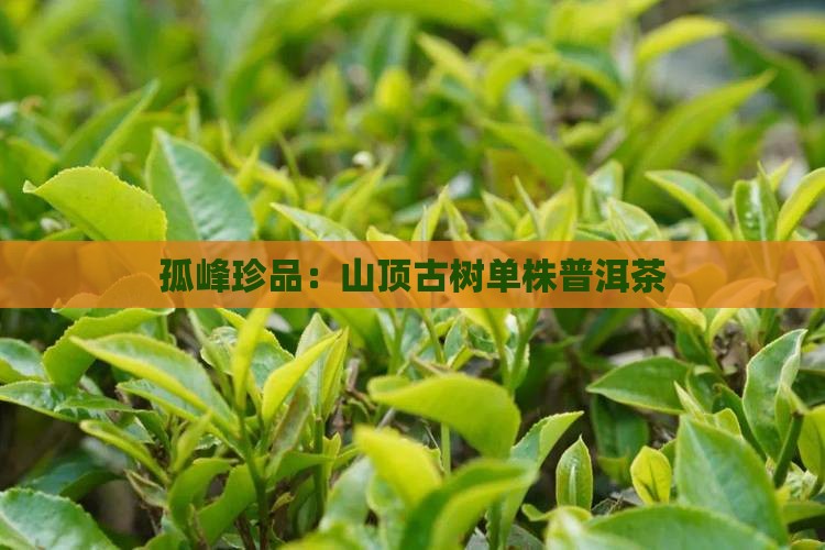 孤峰珍品：山顶古树单株普洱茶
