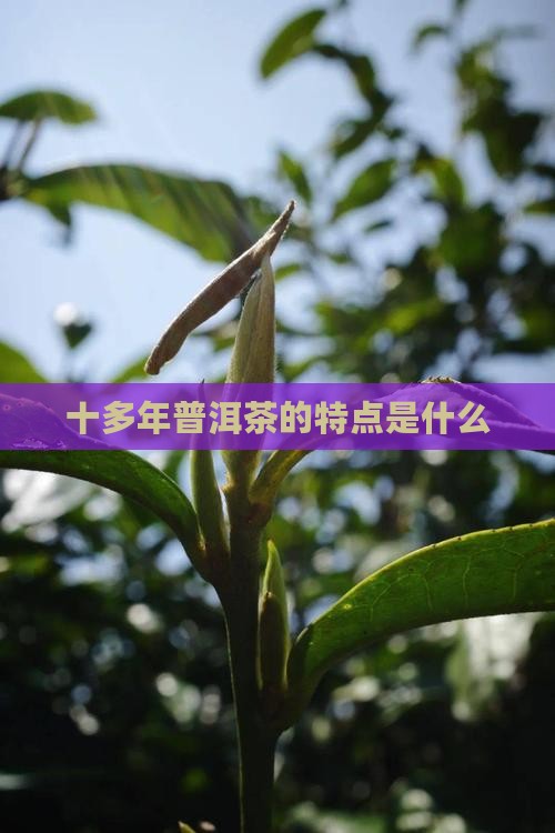 十多年普洱茶的特点是什么