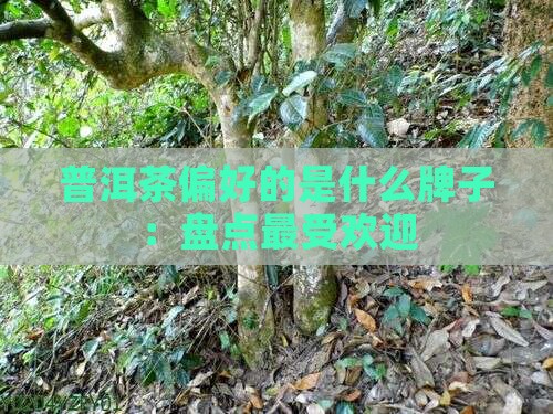 普洱茶偏好的是什么牌子：盘点最受欢迎