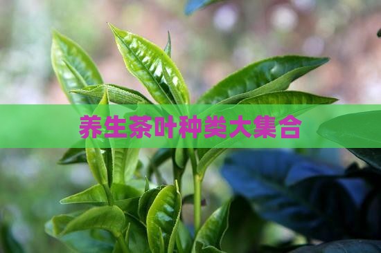 养生茶叶种类大集合