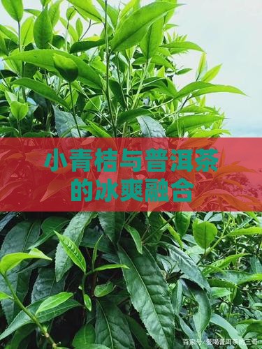 小青桔与普洱茶的冰爽融合